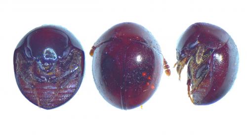 Réf. 224 704 : Agathidium sp.